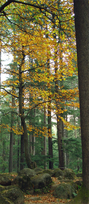 Kullu Airport, Bhuntar Airport Taxi union, Taxi Union Rates for Kullu Manali Taxi service, Indica Taxi Fare from Kullu Airport to Manali